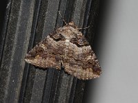 Bold-Based Zale Moth